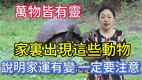 家裡有動物靈|[問題] 家神消失，動物靈進駐神像該怎麼辦